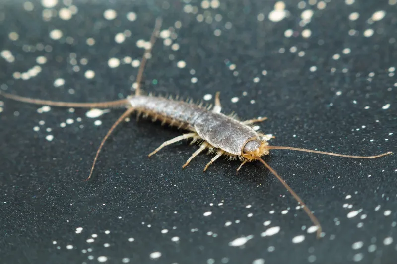 Ett badrum där silverfiskar inte trivs